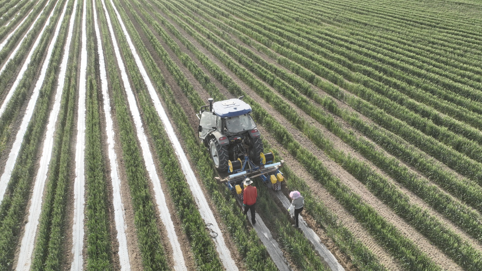 轮台：麦棉套种 开启农业增收新路径